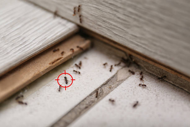Best Local Pest Control Services  in Diboll, TX
