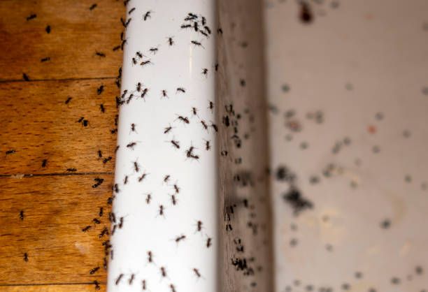 Best Commercial Pest Control Services  in Diboll, TX