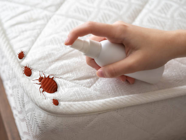 Wasp Removal Services in Diboll, TX