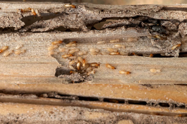 Best Wildlife Control Services  in Diboll, TX